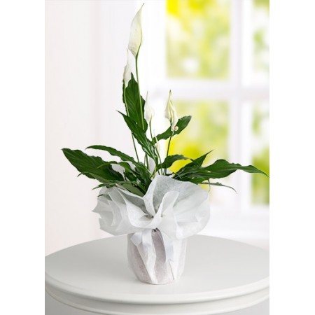 SPATİFİLYUM BARIŞ ÇİÇEĞİ