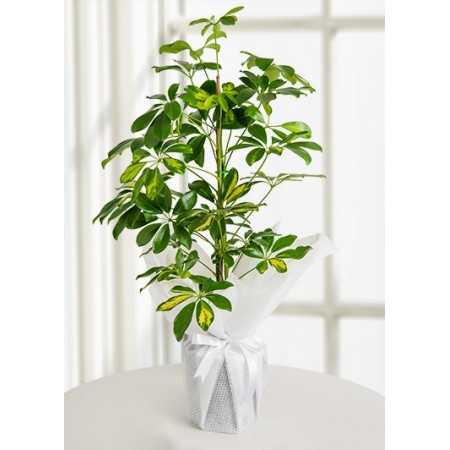 Schefflera Canlı Saksı Bitkisi
