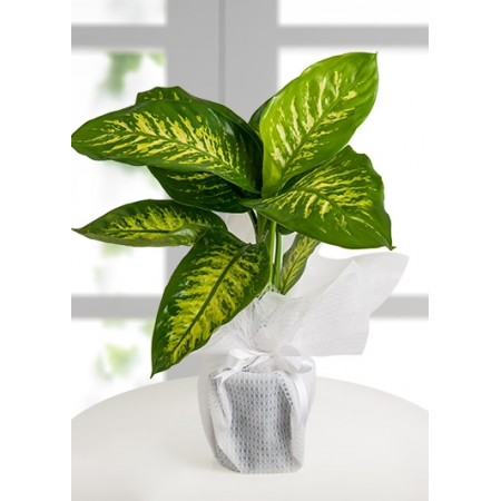 Tropic Snow Canlı Saksı Bitkisi