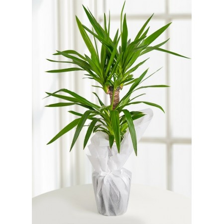 Yucca Tropik Canlı Saksı Bitkisi